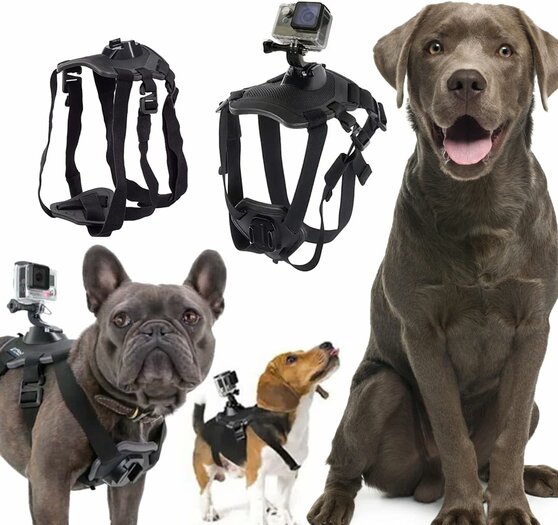 Gopro store dog mount